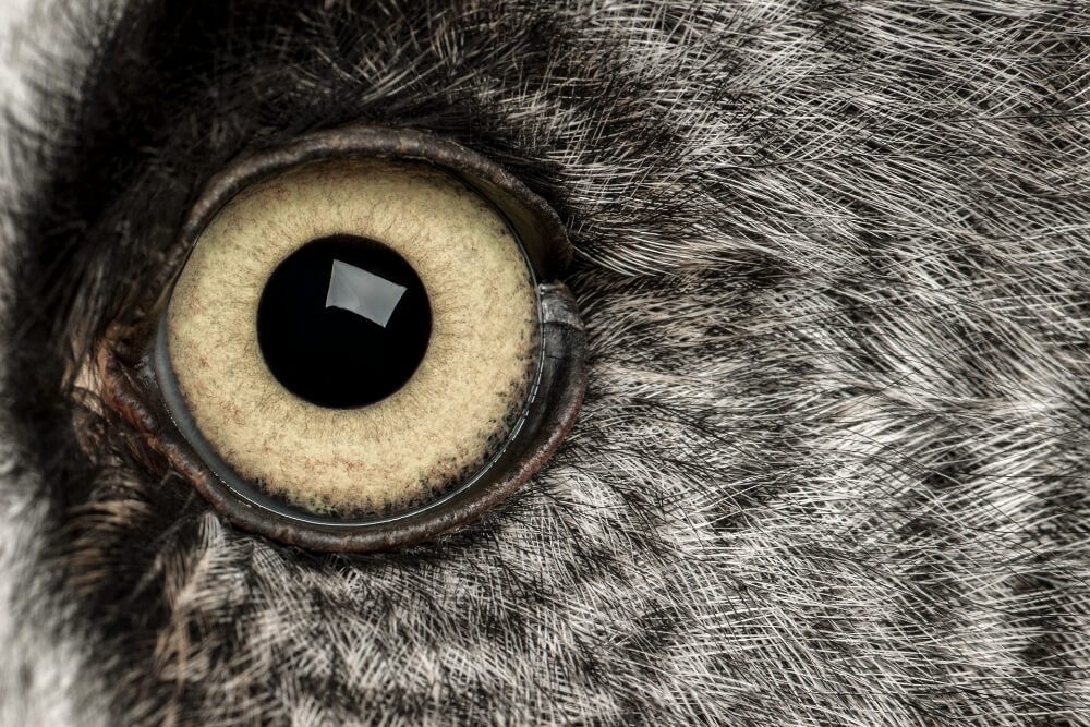 an eye for marketing basics